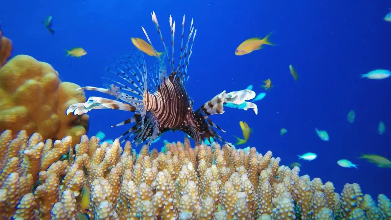 4k Coral Tropical Reef Marine | HD Video No Copy Right | Free Video