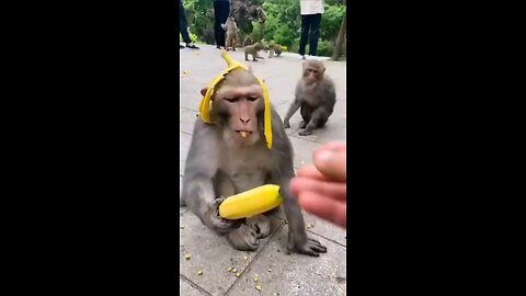 funny monkey 😂🤣