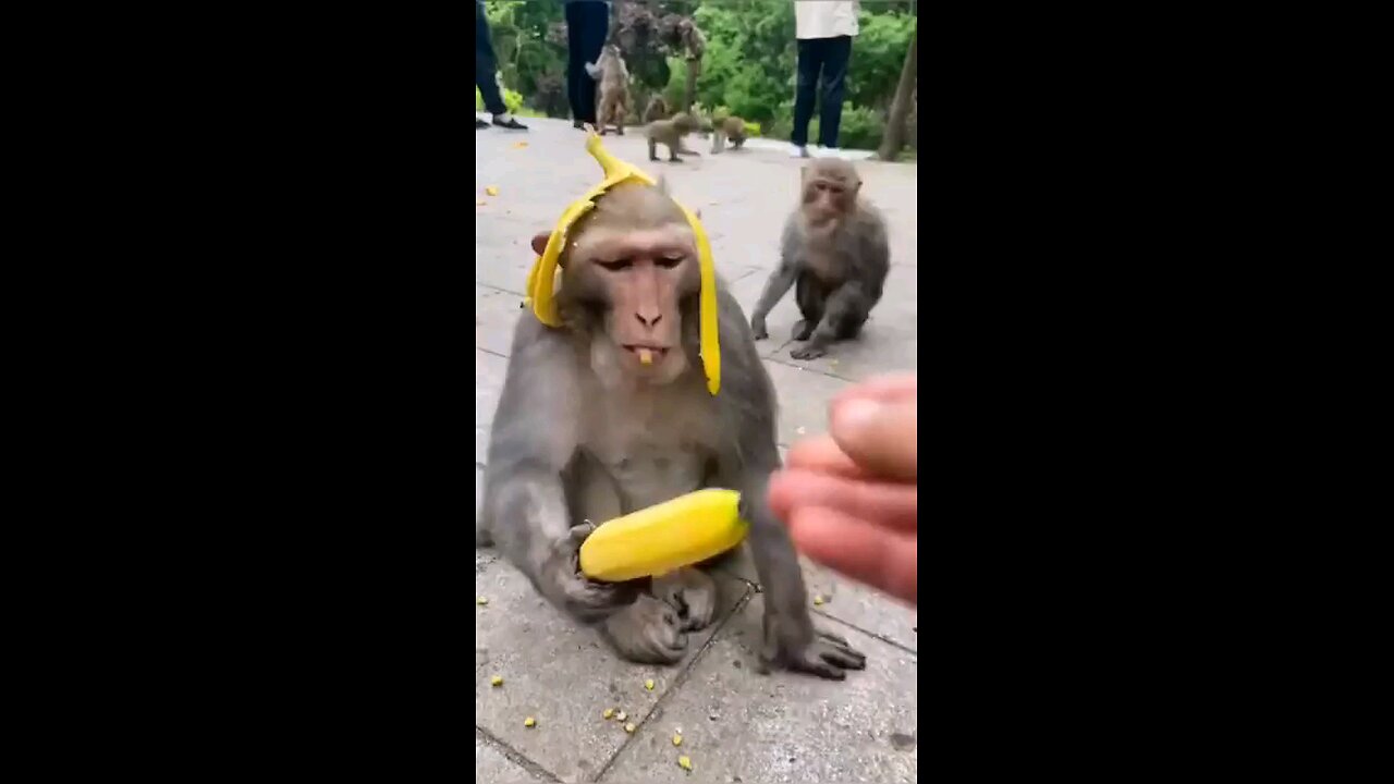 funny monkey 😂🤣