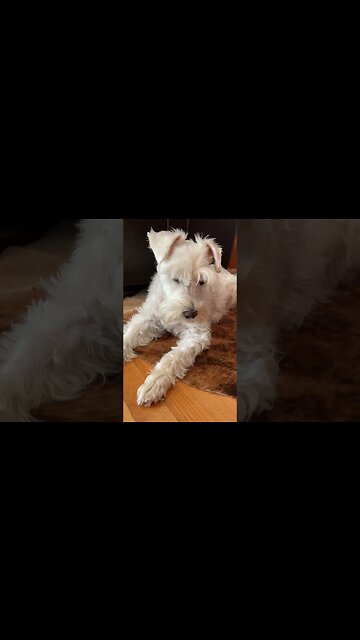 He really really really wants to go for a walk!