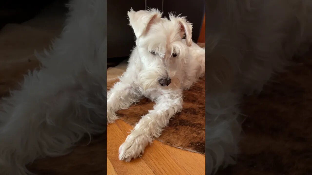 He really really really wants to go for a walk!