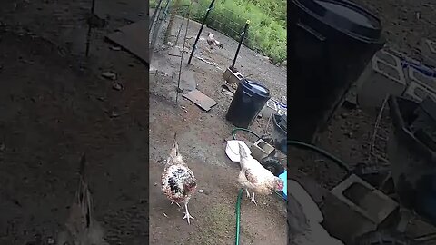 Farm Cam. Hen watch