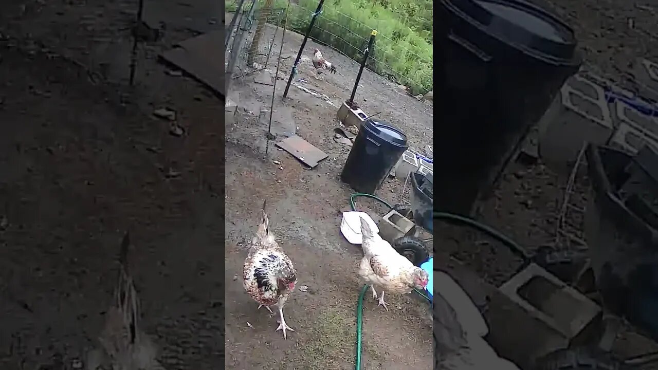 Farm Cam. Hen watch