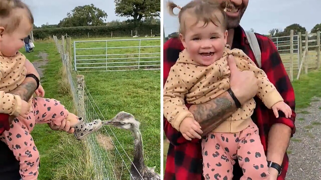 Cheeky emu gently pecks on little girl's boot