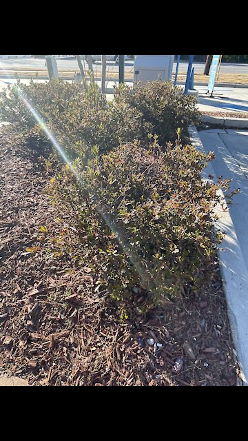Beautiful plants at a car wash