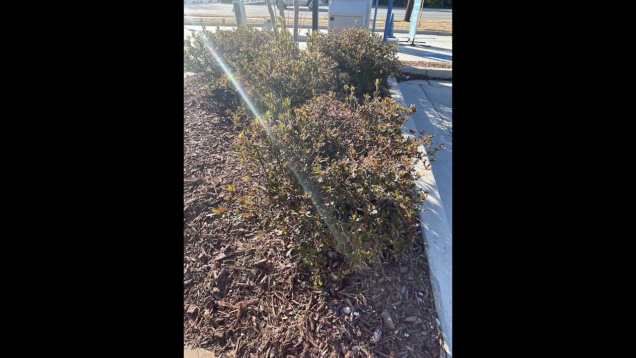 Beautiful plants at a car wash