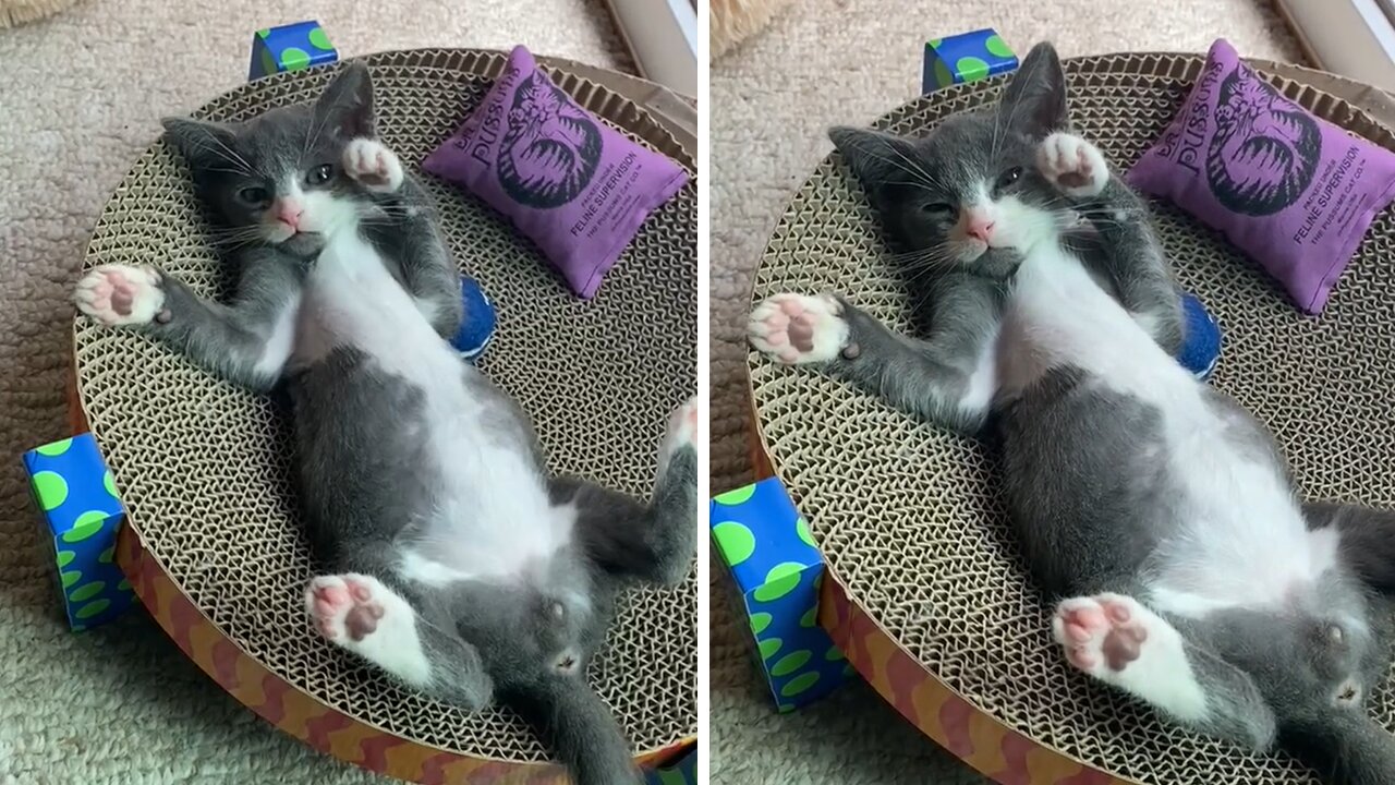 This Kitten Is More Relaxed Than You'll Ever Be!