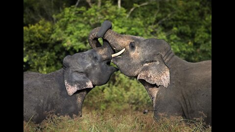 Elephant sri lanka