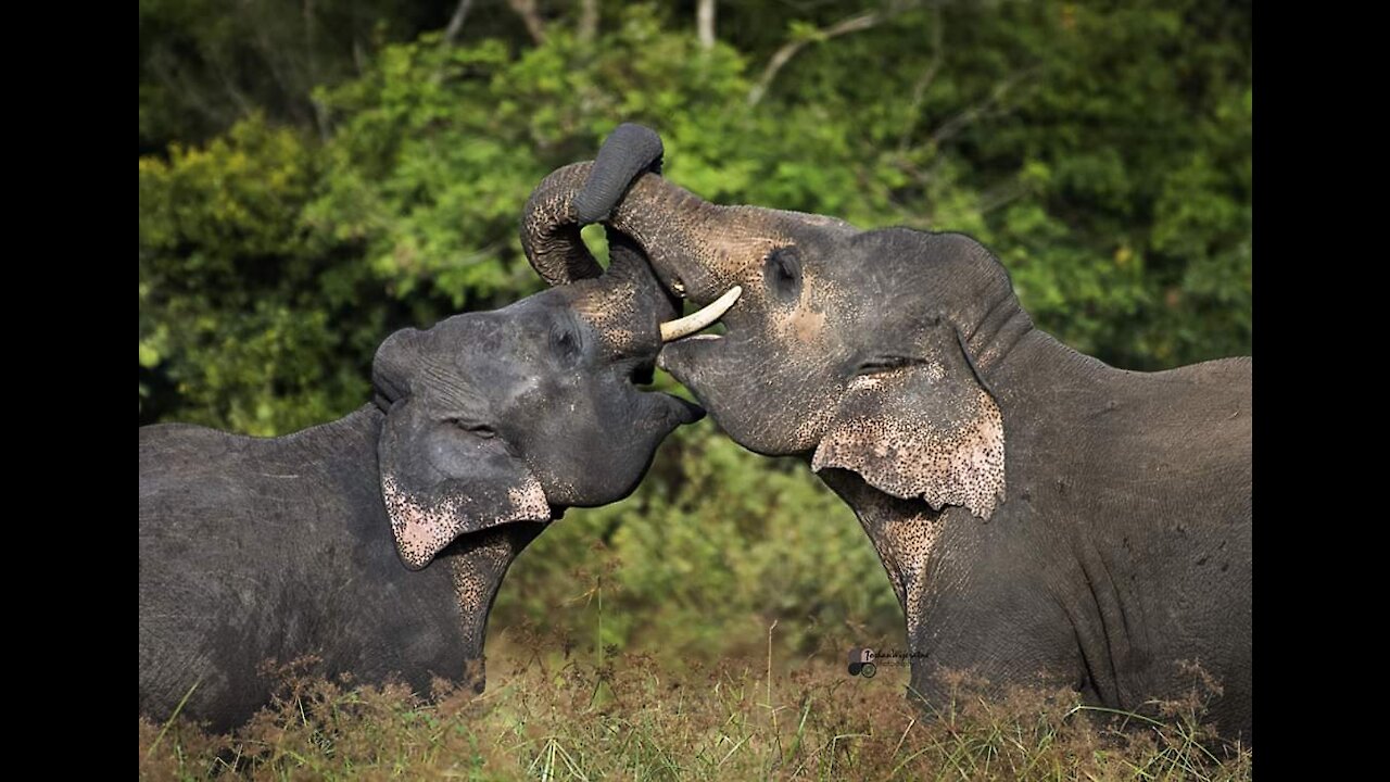 Elephant sri lanka