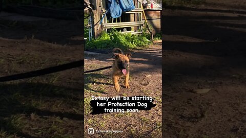 Extasy will be starting her protection training next week. This is one awesome little pup. #puppies