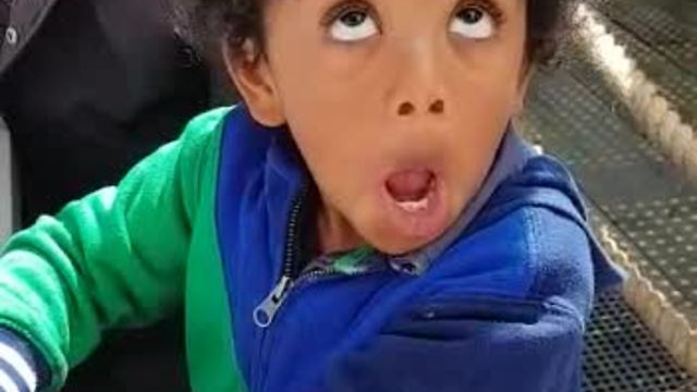 Kid delivers hilarious impression of seals at marina