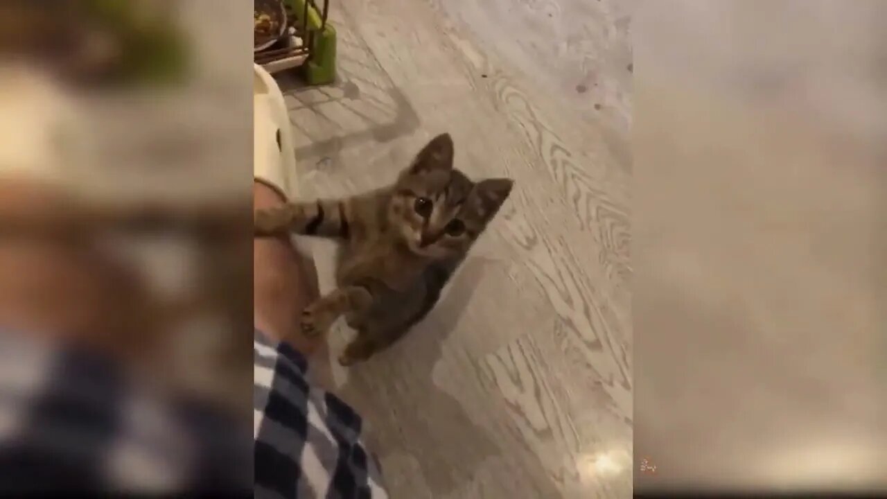 Cutest kitten cat💕🥰 #catvideos #catlovers #cats