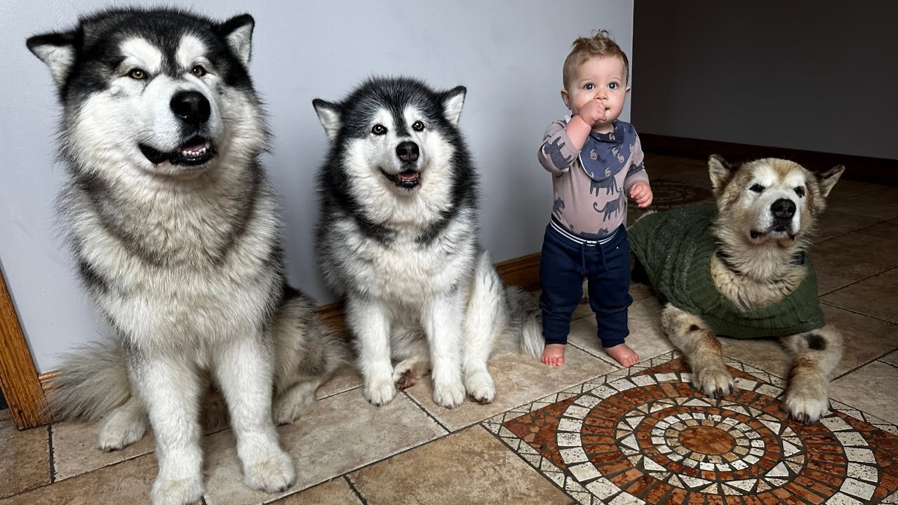 The Best Year Of Our Lives! Dogs Adopt New Baby Boy! (Cutest Ever!!).