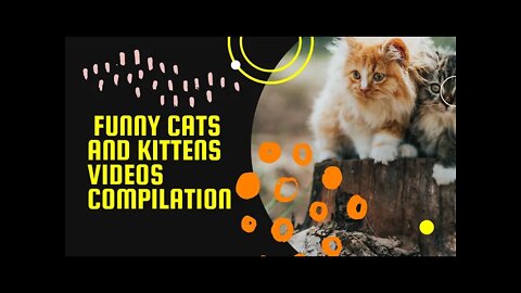 Funny cats and kittens videos compilation