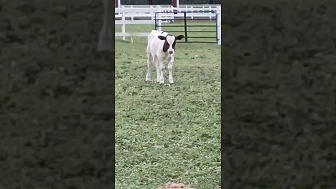 Adorable Calf