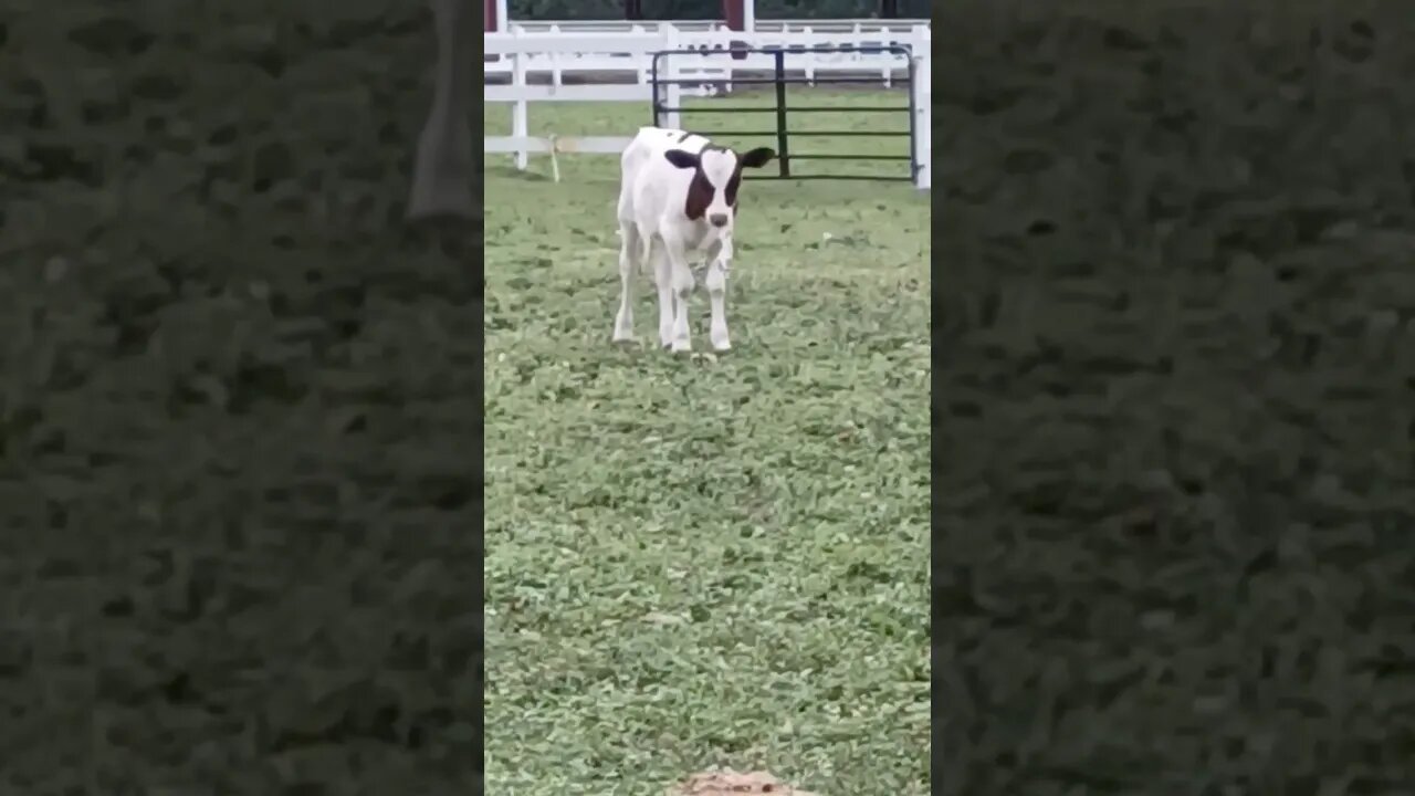 Adorable Calf