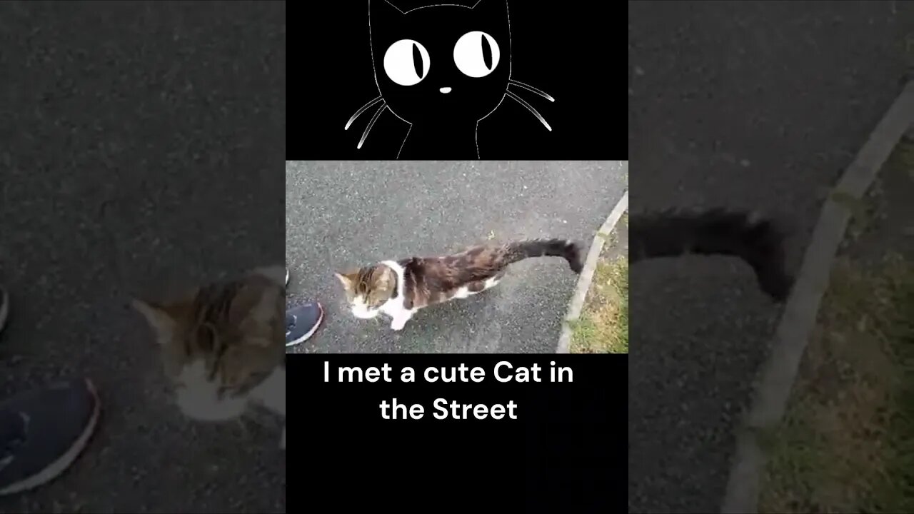 Cute Cat Walking in the Street #Cats #CatsOnYouTube #Shorts