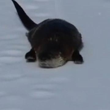 Otters Sliding Around Adorably