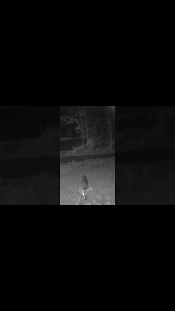 Big Buck. #deer #wildlife #nature