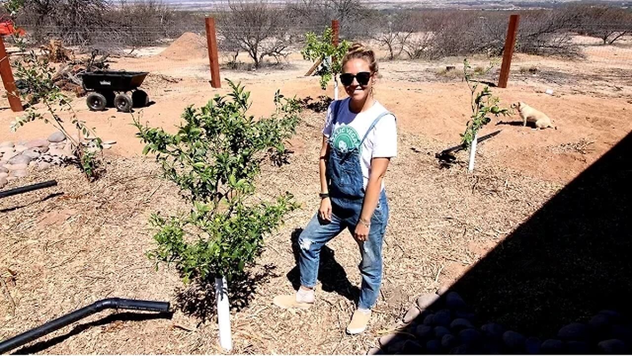 HOW WE'RE PLANTING 5 BEAUTIFUL FRUIT TREES IN THE ARIZONA DESERT