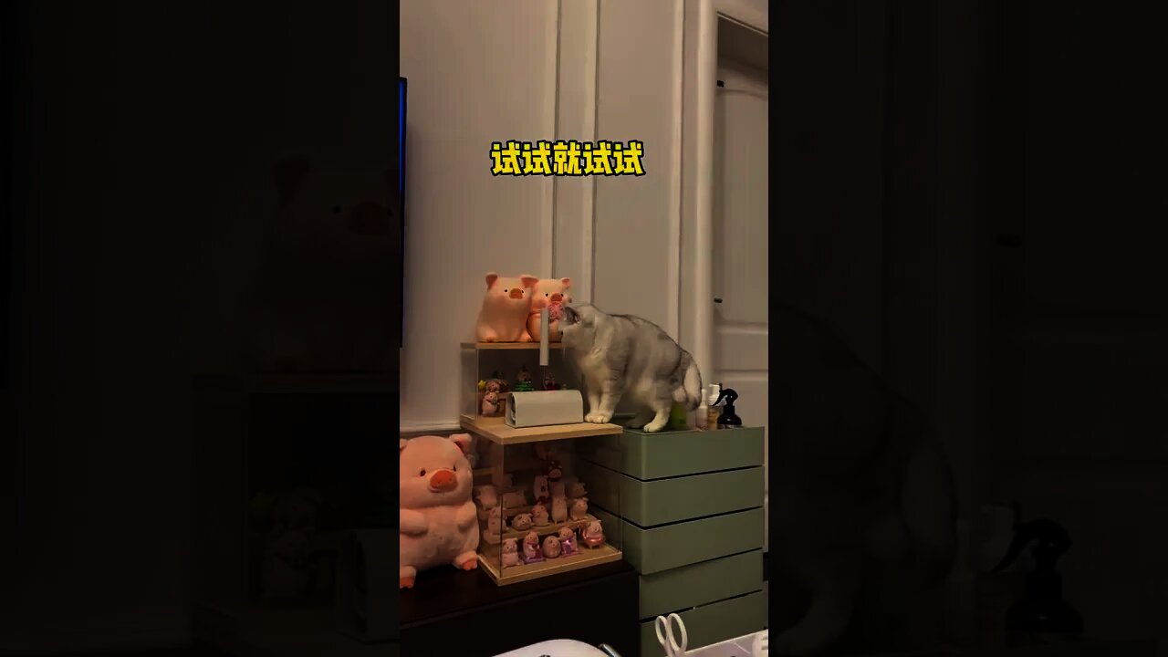 貓：妳叫我試試的😒＃Shorts#cat#貓