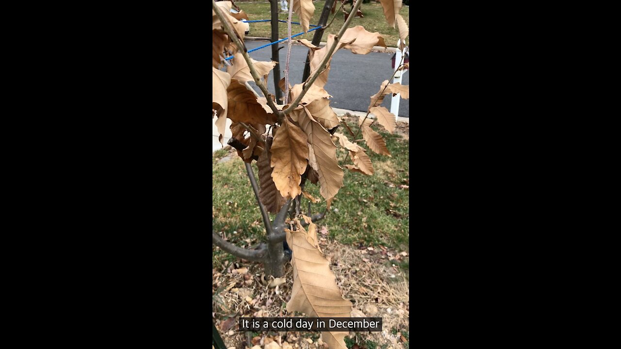 How to root chestnut trees,root for a fruit tree,밤나무 뿌리 내리기,밤나무 삽목,root cuttings