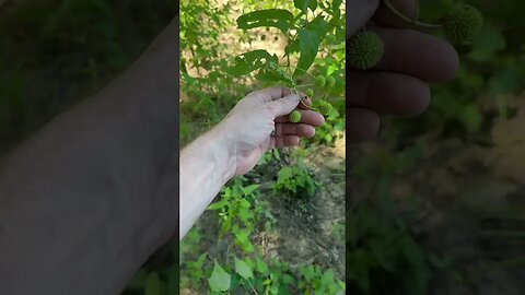 ButtonBush the most underrated fruiting bush in the south