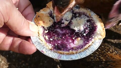 Do chickens like blueberry pie?