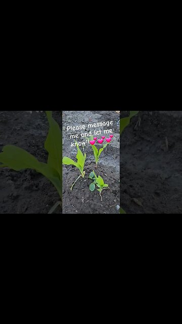 finally squash & peas are coming up in 3 sister corn. Help #shortsvideo #garden @TalkwithSally