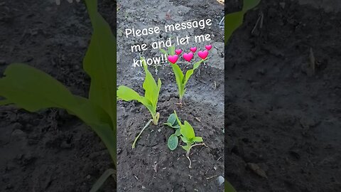 finally squash & peas are coming up in 3 sister corn. Help #shortsvideo #garden @TalkwithSally