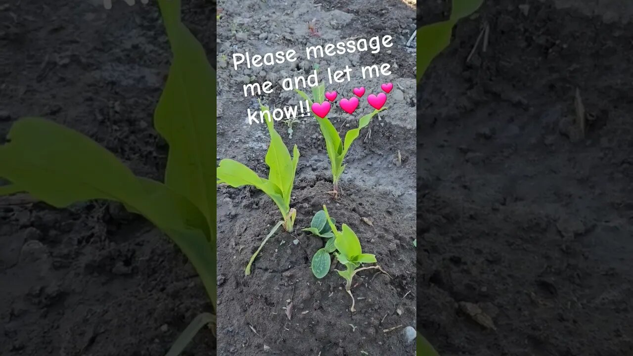 finally squash & peas are coming up in 3 sister corn. Help #shortsvideo #garden @TalkwithSally