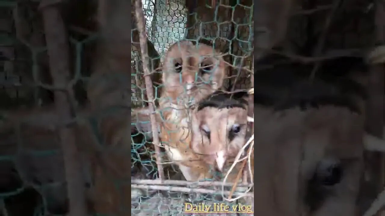 the pig owl is kept in a cage
