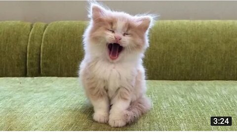 Best Funny Cat 🐱 and dog 🐶 video