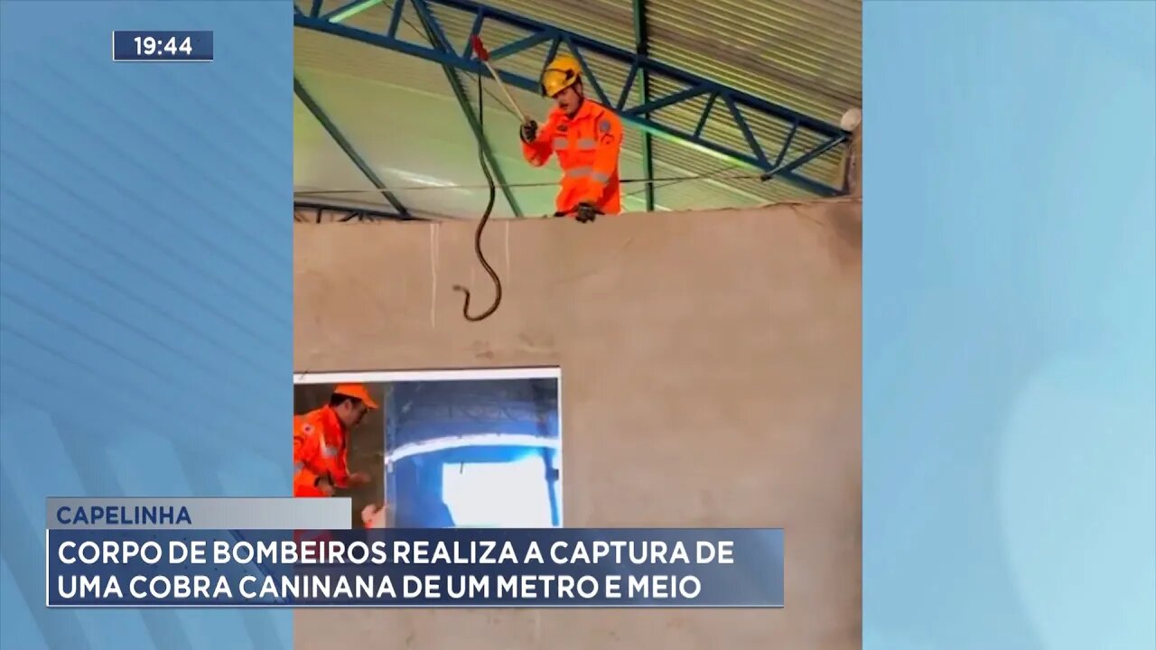 Capelinha: Corpo de Bombeiros Realiza a Captura de uma Cobra Caninana de Um Metro e Meio.
