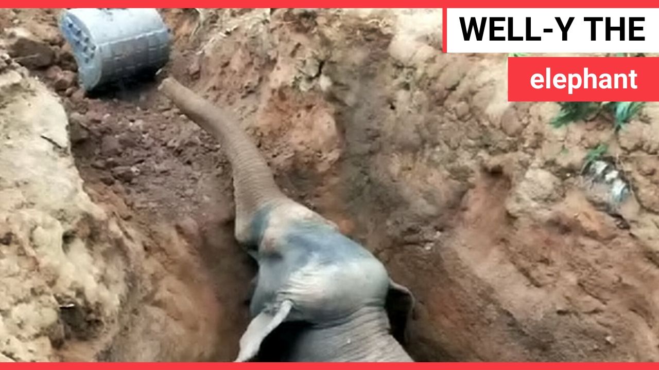 Baby elephant rescued after falling down a well