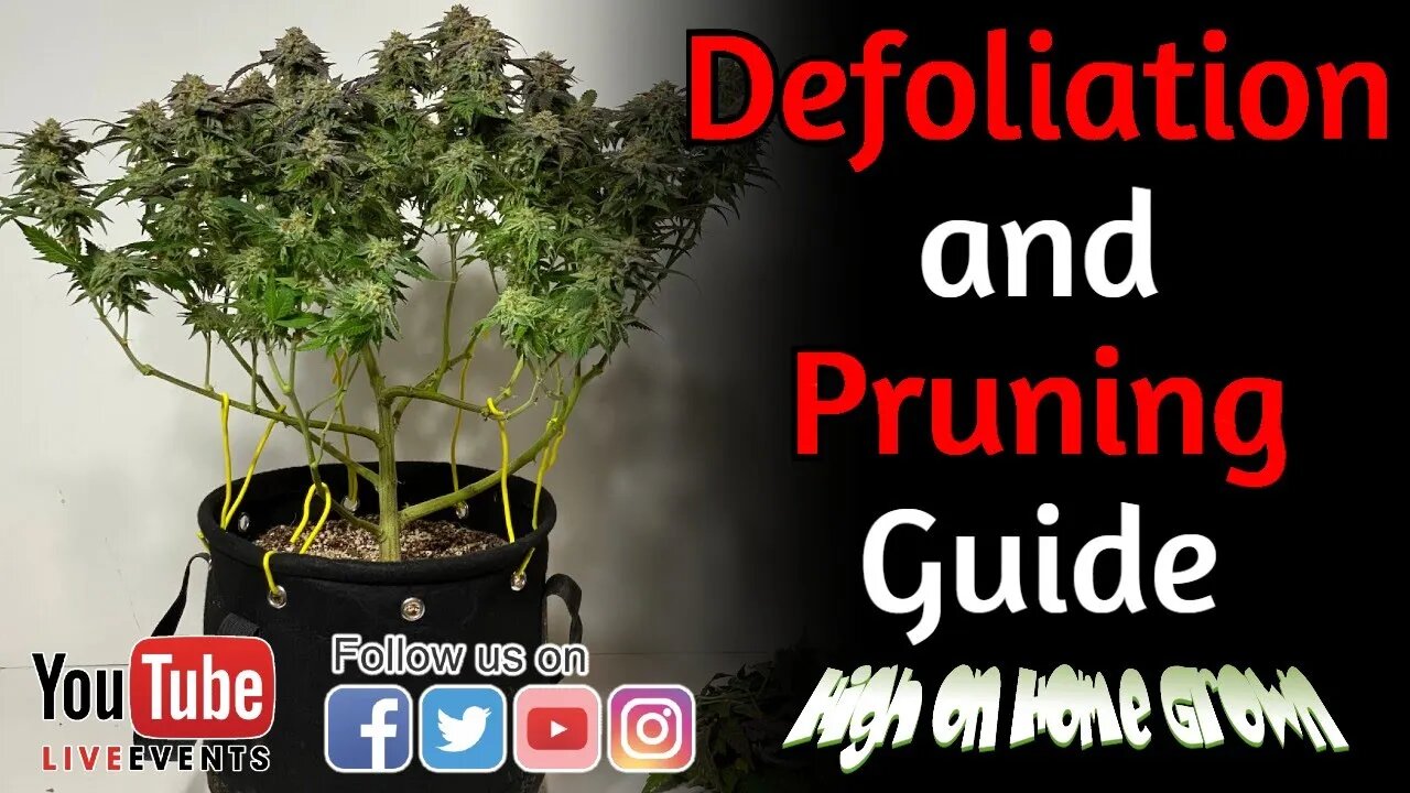 Cannabis News | Defoliation and Pruning Guide | @HighonHomeGrown Episode 145