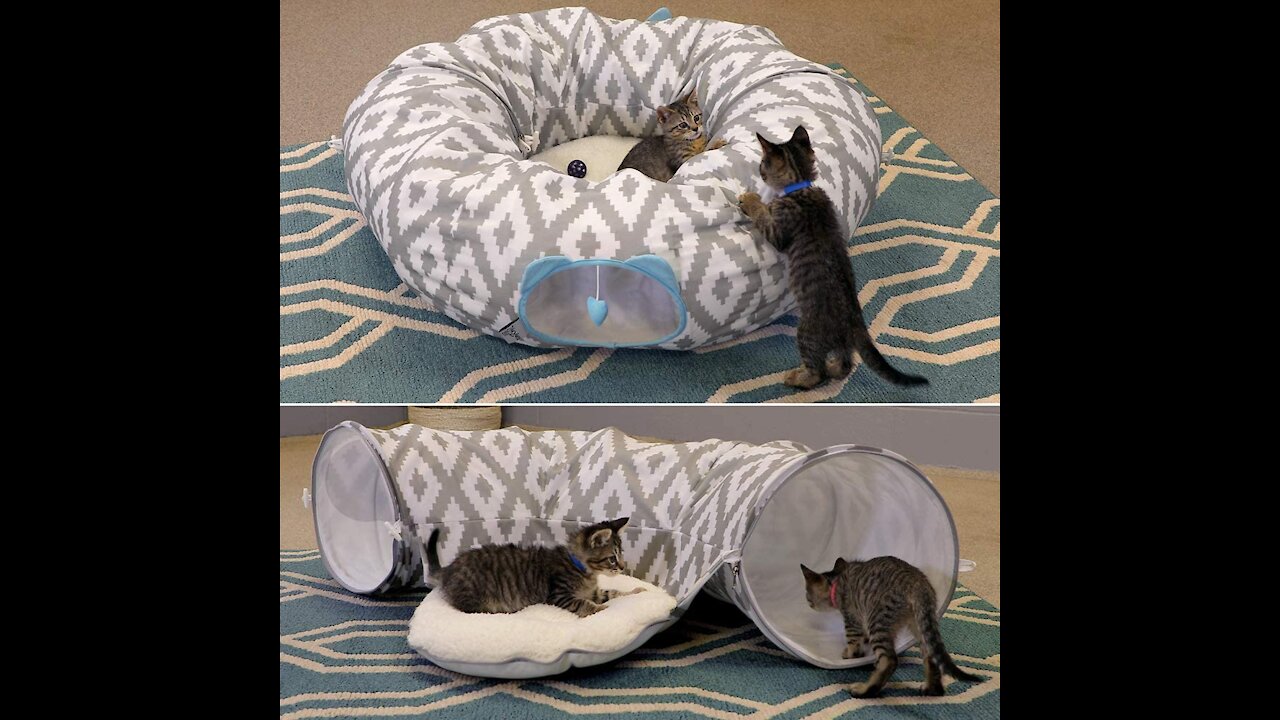 Funny Cat, Large Cat Tunnel Bed