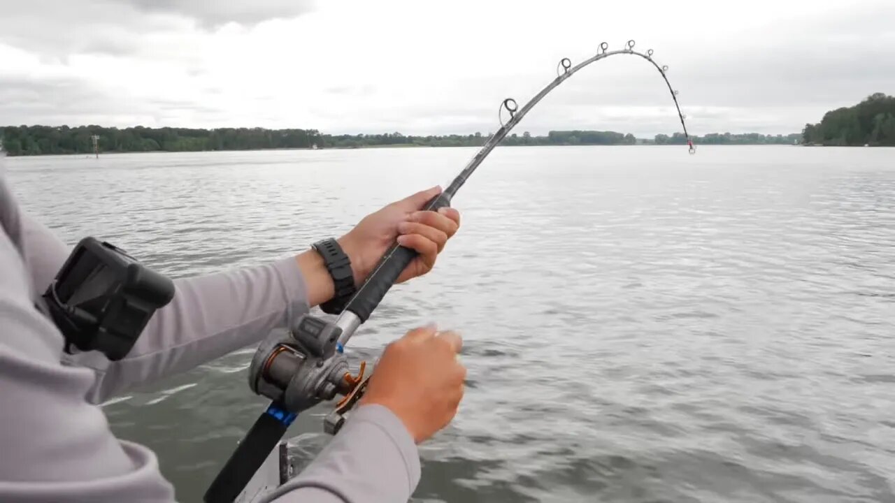 We Caught & Released A GIANT 8+ Foot White Sturgeon! (Oversize Fishing)