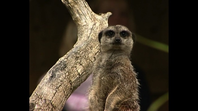 Mesmerizing Meerkats