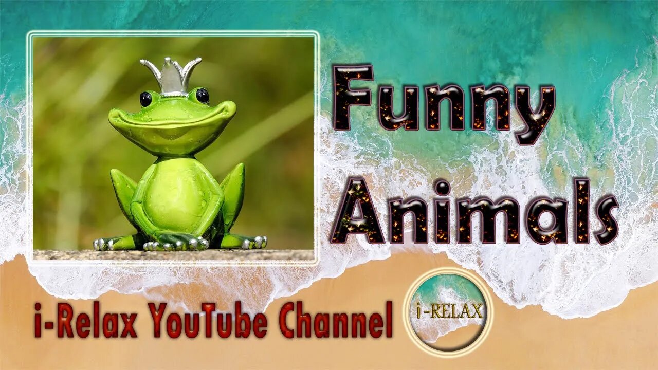 حيوانات مضحكة مرحة Funny Animals