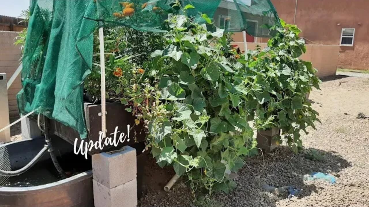 Two Week Update from Nutrient Dose Addition