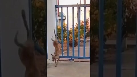 Nothing can stop us...🐕🐾😅 #shorts #animals