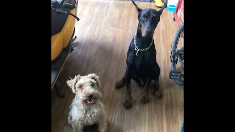 Welsh Terrier is escorted by Doberman Bodyguard