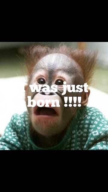 The first feeding of a rare species of monkey