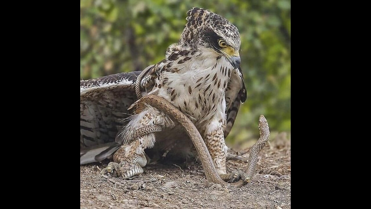 Snake 🐍 vs 🐦 Bird attack Birds Home