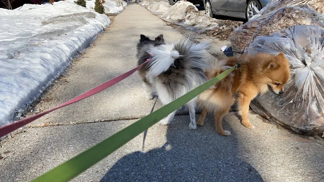 Pomeranians walk through Streetsville