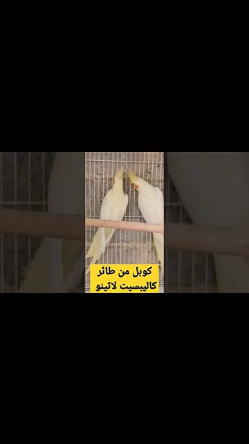 كوبل من طائر كاليبسيت لاتينو