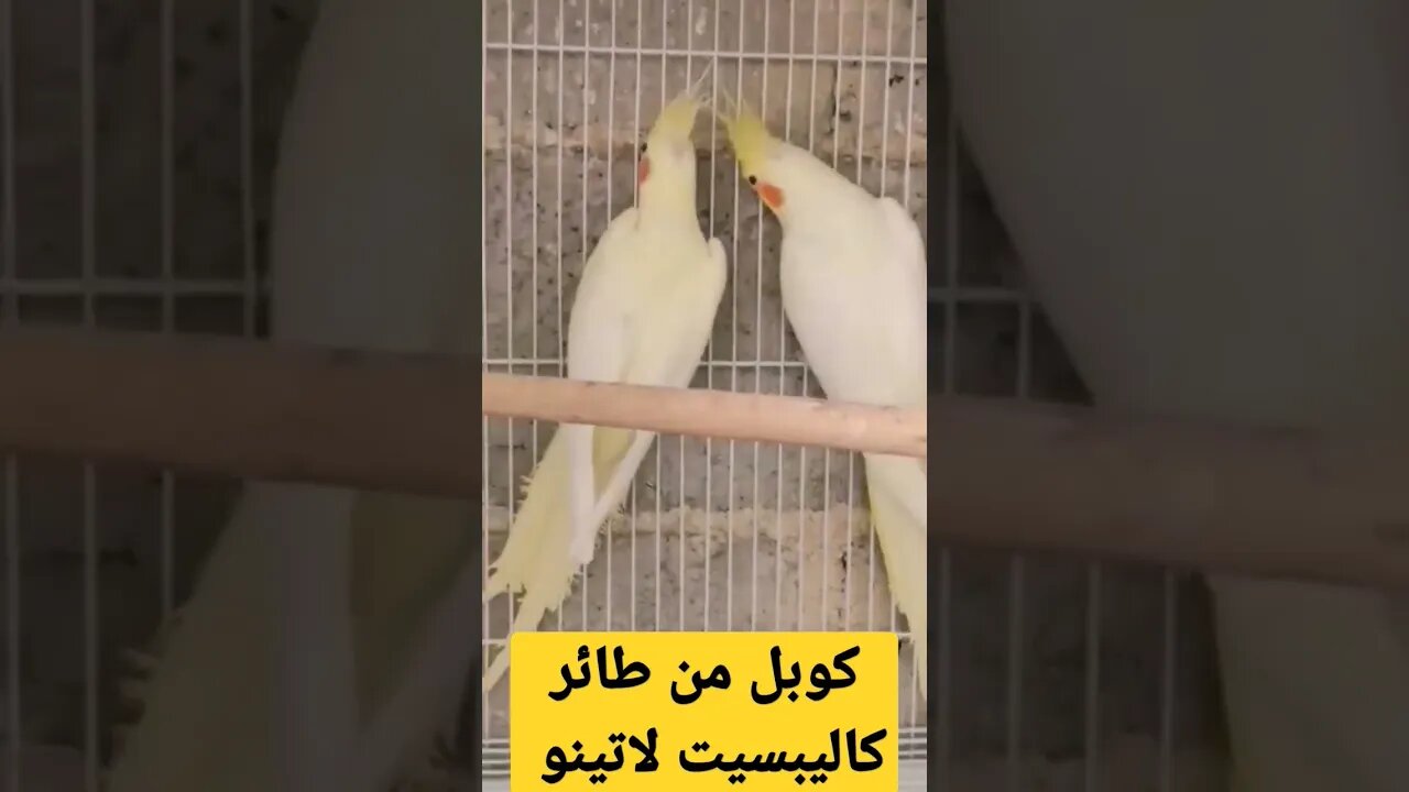 كوبل من طائر كاليبسيت لاتينو