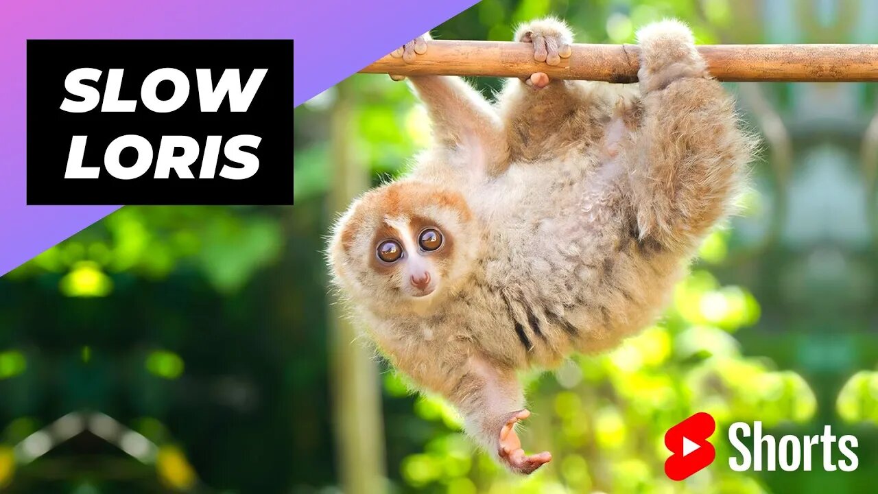 Slow Loris 🦥 One Of The Cutest But Most Dangerous Animals In The World #shorts