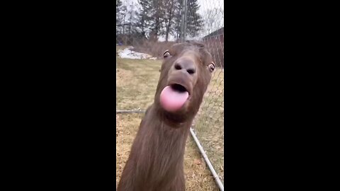 funny goat